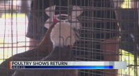 Vermilion Co. poultry show takes place amid uncertainty