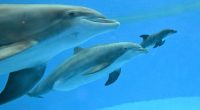 Video shows dolphin calf birth and first breath at Chicago zoo. Mom's friend helped