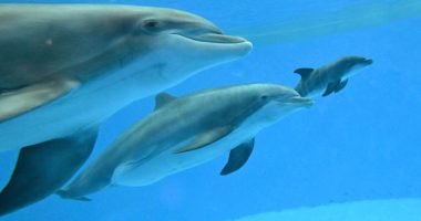 Video shows dolphin calf birth and first breath at Chicago zoo. Mom's friend helped