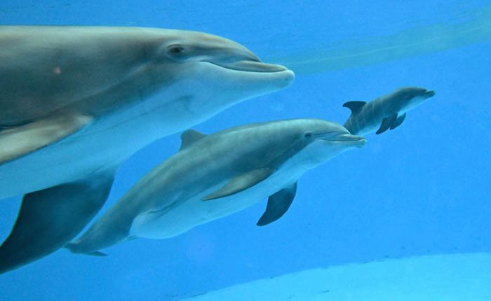 Video shows dolphin calf birth and first breath at Chicago zoo. Mom's friend helped