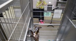 Volunteers use the universal language of music to soothe stressed shelter animals