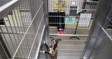 Volunteers use the universal language of music to soothe stressed shelter animals