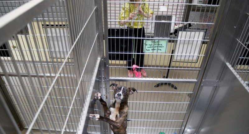 Volunteers use the universal language of music to soothe stressed shelter animals