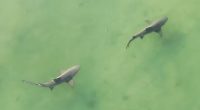 WATCH: Drone captures huge shark pair near Honeymoon Island