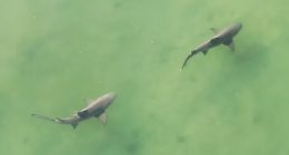 WATCH: Drone captures huge shark pair near Honeymoon Island