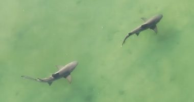 WATCH: Drone captures huge shark pair near Honeymoon Island