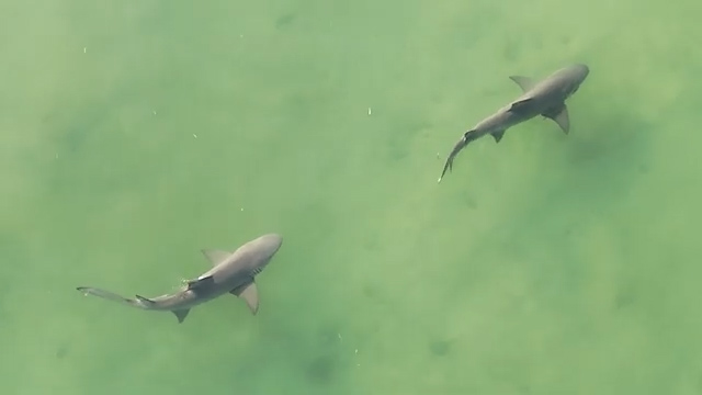 WATCH: Drone captures huge shark pair near Honeymoon Island