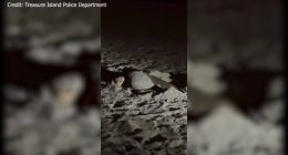 WATCH: Officers find sea turtle preparing nest at Treasure Island beach
