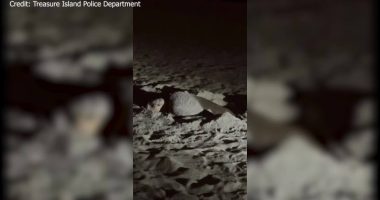 WATCH: Officers find sea turtle preparing nest at Treasure Island beach