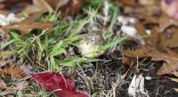 Health authorities have urged NSW residents not to forage or eat wild mushrooms.