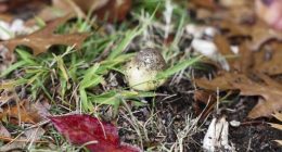 Health authorities have urged NSW residents not to forage or eat wild mushrooms.