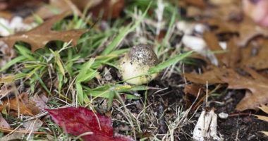 Health authorities have urged NSW residents not to forage or eat wild mushrooms.