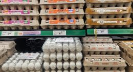 Several shelves of egg cartons in a retail store.