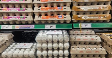 Several shelves of egg cartons in a retail store.
