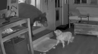 Security camera footage of a dog confronting a bear inside a home.