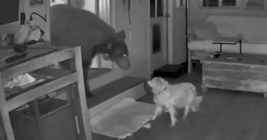 Security camera footage of a dog confronting a bear inside a home.