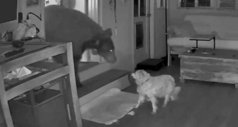Security camera footage of a dog confronting a bear inside a home.