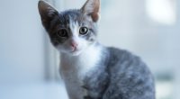 Welcome to kitten season, when animal shelters need all the help they can get