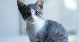 Welcome to kitten season, when animal shelters need all the help they can get