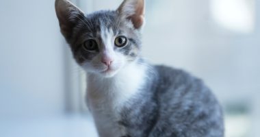Welcome to kitten season, when animal shelters need all the help they can get