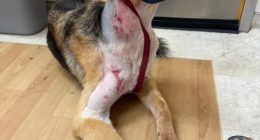 Wesley Chapel family says dog survived alligator attack in their backyard