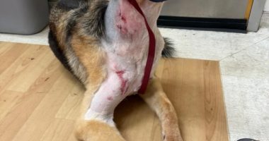 Wesley Chapel family says dog survived alligator attack in their backyard