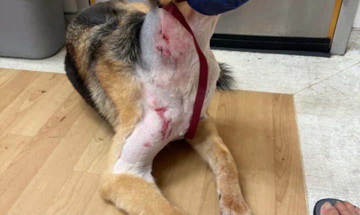Wesley Chapel family says dog survived alligator attack in their backyard