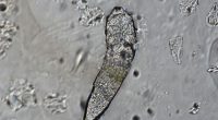 While you sleep, these bugs throw a party on your face