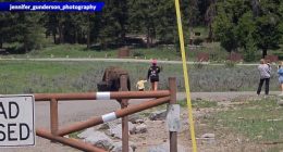 Tourists approach bison with baby in Yellowstone National Park. (Courtesy Rob and Jennifer Gunderson)