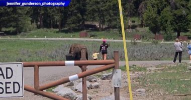 Tourists approach bison with baby in Yellowstone National Park. (Courtesy Rob and Jennifer Gunderson)