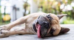 3 things to avoid doing if you think your dog has heatstroke