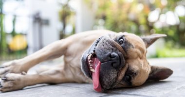 3 things to avoid doing if you think your dog has heatstroke