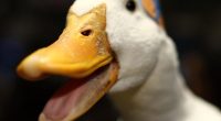 Aflac Data Breach By Scattered Spider Hackers Is No Quacking Matter