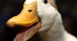 Aflac Data Breach By Scattered Spider Hackers Is No Quacking Matter