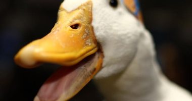 Aflac Data Breach By Scattered Spider Hackers Is No Quacking Matter