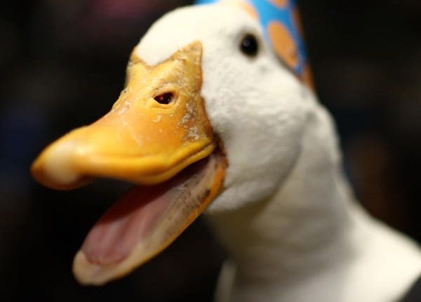 Aflac Data Breach By Scattered Spider Hackers Is No Quacking Matter