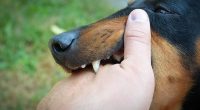 Alert as UK woman dies from terrifying rabies she caught from stray dog - health chiefs urge vital prevention tactic