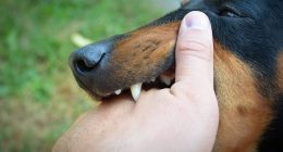 Alert as UK woman dies from terrifying rabies she caught from stray dog - health chiefs urge vital prevention tactic
