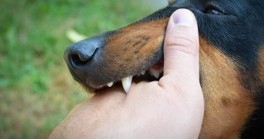 Alert as UK woman dies from terrifying rabies she caught from stray dog - health chiefs urge vital prevention tactic