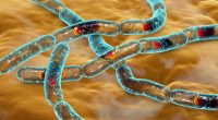 Anthrax warning as one dead and more hospitalised following outbreak