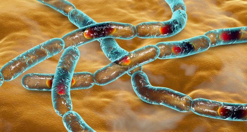 Anthrax warning as one dead and more hospitalised following outbreak