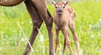 Baby animals come out to play at Yellowstone - but don't get too close