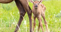 Baby animals come out to play at Yellowstone - but don't get too close