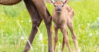 Baby animals come out to play at Yellowstone - but don't get too close