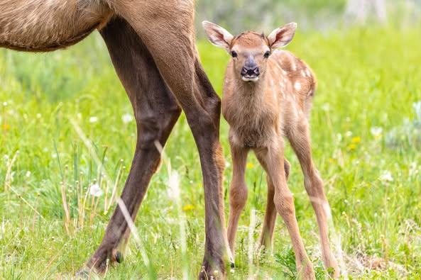 Baby animals come out to play at Yellowstone - but don't get too close