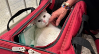 Cat back home in Illinois after three years, thousand-mile journey
