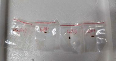 Chinese scientist faces hearing after pathogen seized by FBI