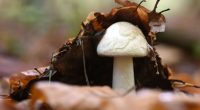 Death cap mushroom symptoms can 'disappear' after 24 hours - but danger isn't gone