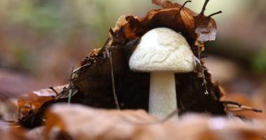 Death cap mushroom symptoms can 'disappear' after 24 hours - but danger isn't gone