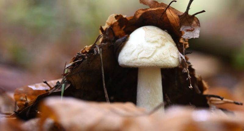 Death cap mushroom symptoms can 'disappear' after 24 hours - but danger isn't gone